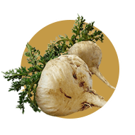 Maca Peruviana